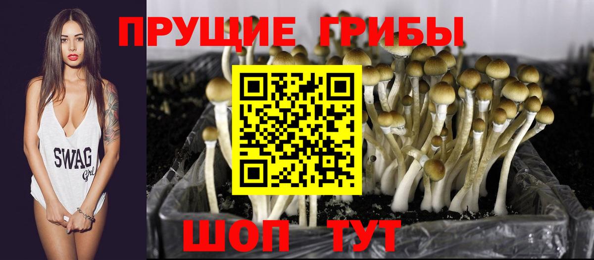 где можно купить наркотик  Галлюциногенные грибы Cubensis  Псилоцибиновые грибы ЛСД  Вход с VPN  Пенза 